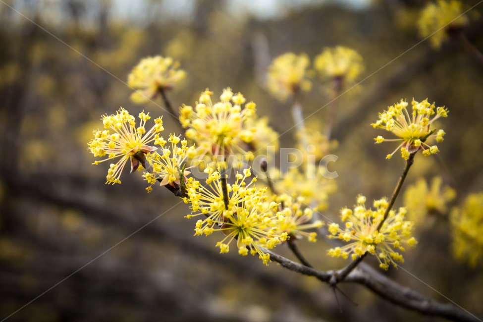 산수유,산수유꽃,봄꽃,꽃,flower,blossom,자연,nature,시골