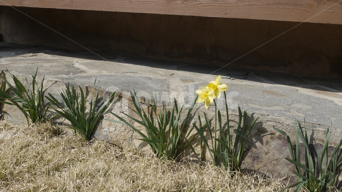 봄,봄꽃,한옥마을,spring,노란꽃,식물,자연,plants,nature,꽃,flower