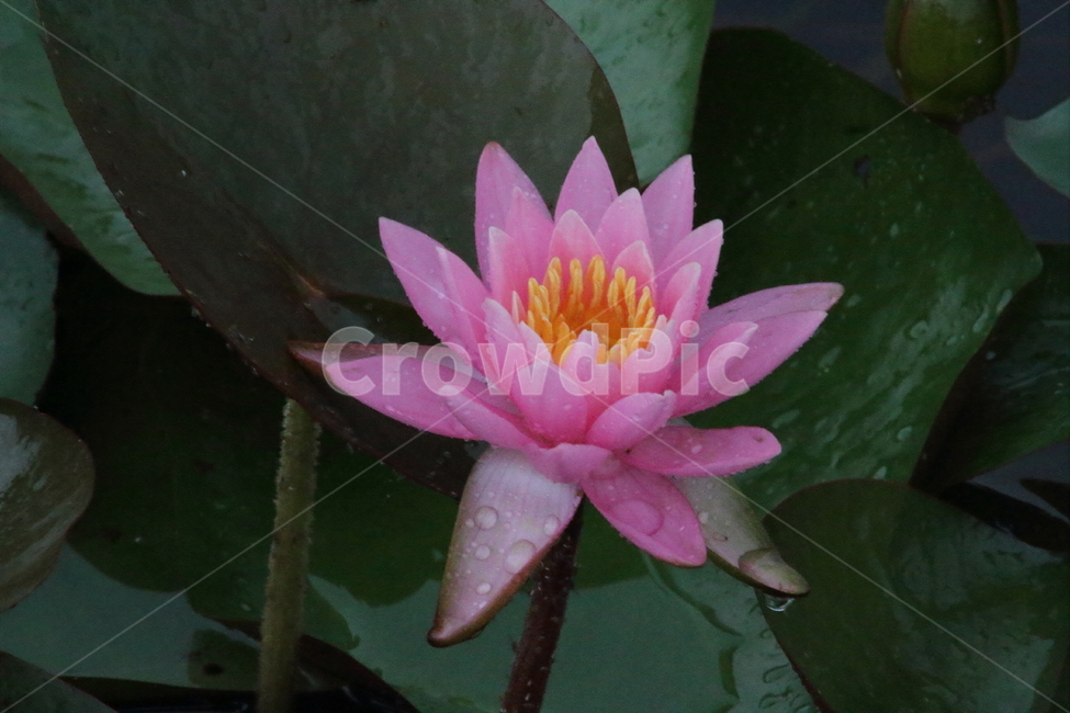 연,수련,수생식물,꽃,waterlily,식물,자연,plants,nature,꽃,flower