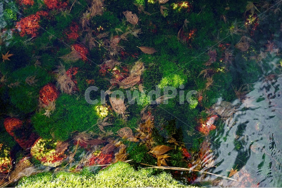 연못,수초,식물,자연,녹색,잎,자갈,자연,풍경,nature,landscape,outdoors,옥외,plant