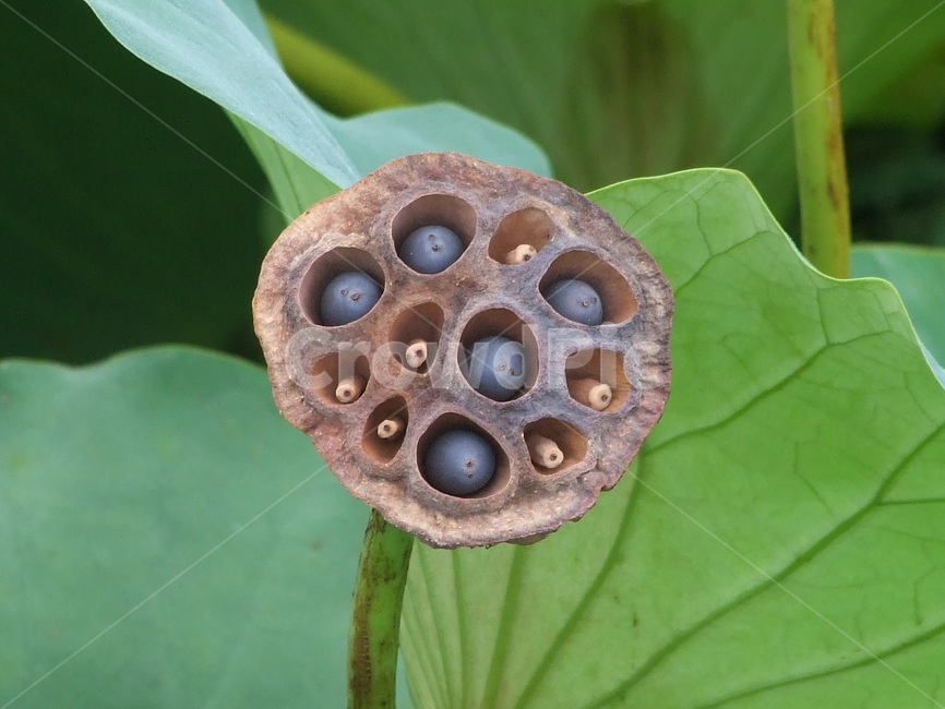 식물,열매,연열매,씨방,씨앗,식물,자연,plants,nature