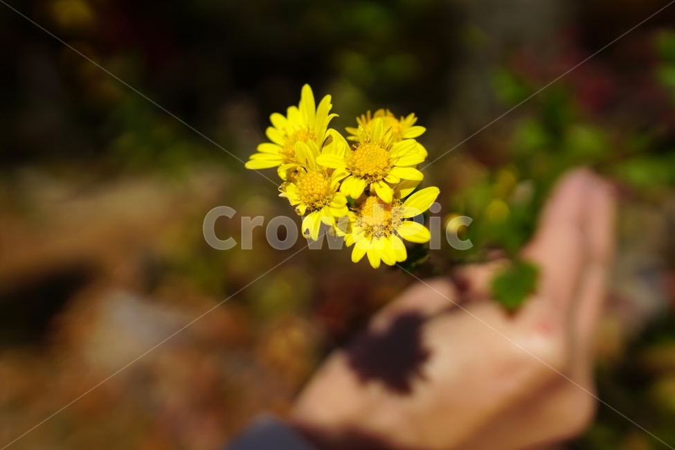 꽃,플라워,식물,자연,nature,flowers,손,손가락,사람,사람손,plants,가을,풍경,landscape,화단,꽃밭,autumn,fall,11월,노랑,노란,노란색,국화,소국,yellow,snap,snapshot,스냅,스냅사진,감성사진,감성,느낌,feel,분위기,식물,자연,plants,nature,꽃,flower