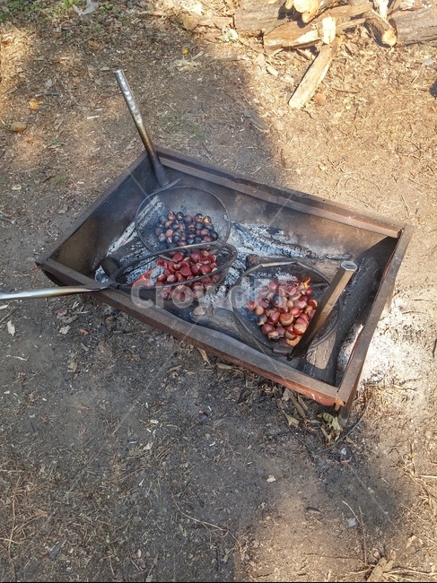 가을,군밤,밤,숯불,가족여행