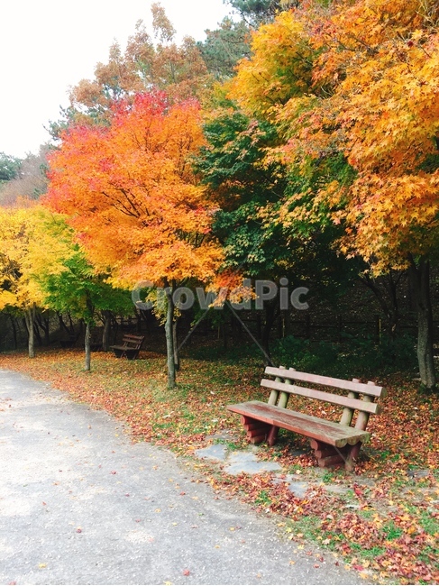 단풍나무,가을,벤치,낙엽,가을나무,고요함,사색,만추,가을,계절,fall,autumn,season,bench,furniture,가구,plant,식물,tree,나무,maple,단풍