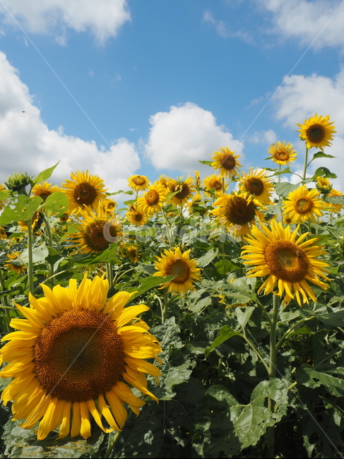 해바라기,sunflower,plant,식물,flower,blossom,꽃,식물,자연,plants,nature,꽃,flower