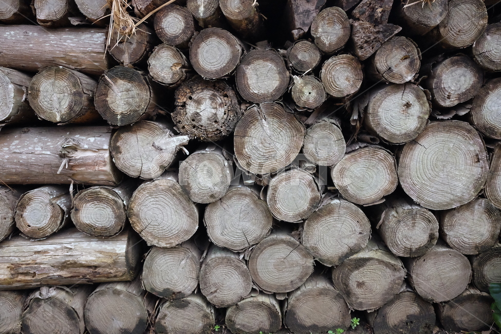 나무,땔감,재질,자연,질감,조각,통나무,나무,trees,wood