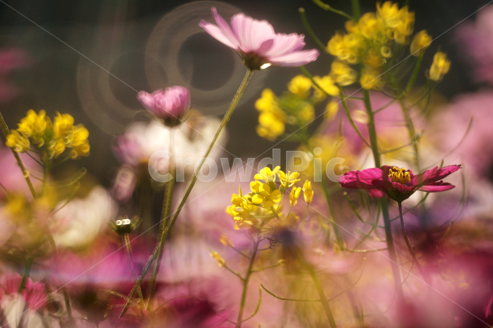 코스모스,꽃,식물,줄기,가을,자연,계절,가을,계절,fall,autumn,season,식물,자연,plants,nature,꽃,flower