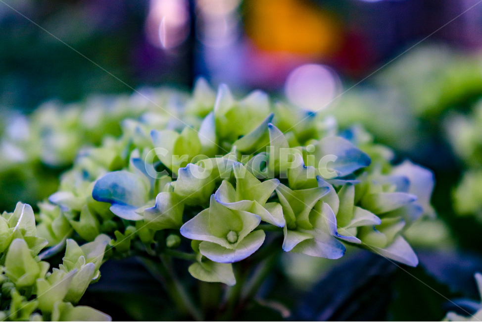 꽃,땅,flower,자연,plant,식물,blossom,작은꽃,봄,돌맹이,흙,요름,계절,season,spring,summer,초록색,파란색,식물,자연,plants,nature,꽃,flower