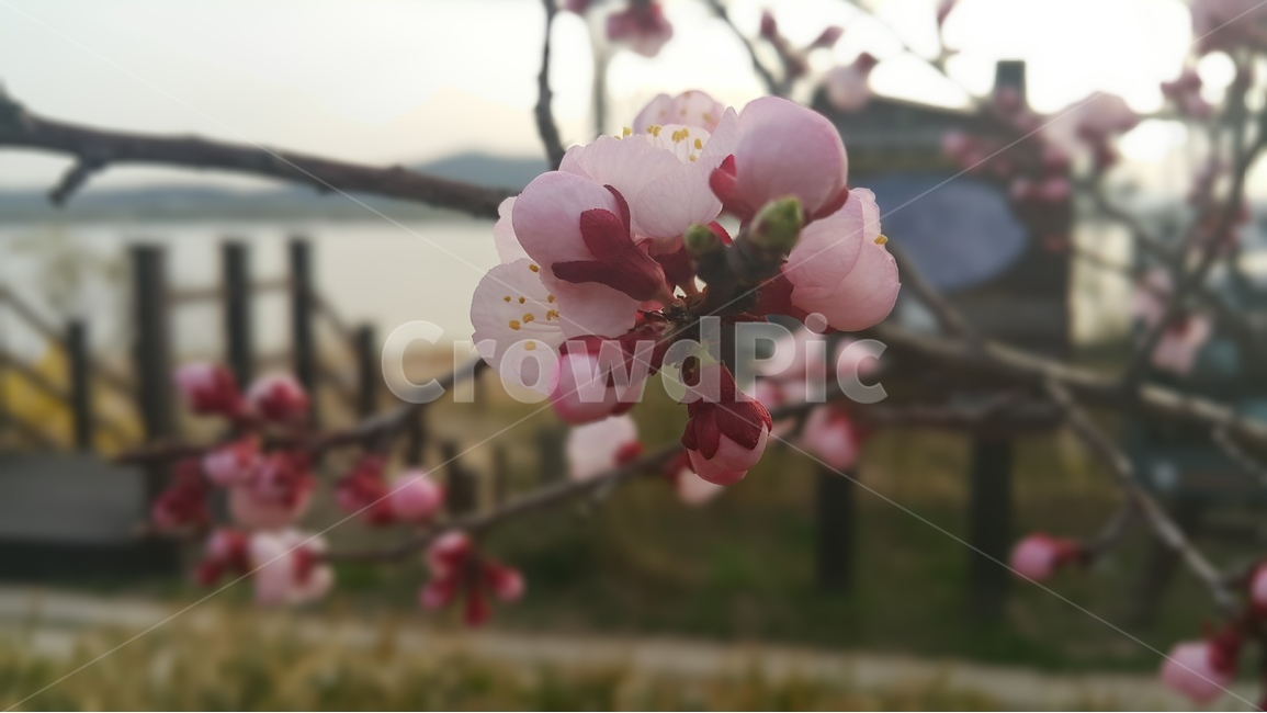 살구꽃,봄,꽃,분홍,나무가지,예쁘다,flower,spring,pink,branch,sprout,beauty,야외,outdoor,식물,봄,계절,spring,season,식물,자연,plants,nature,꽃,flower,plant
