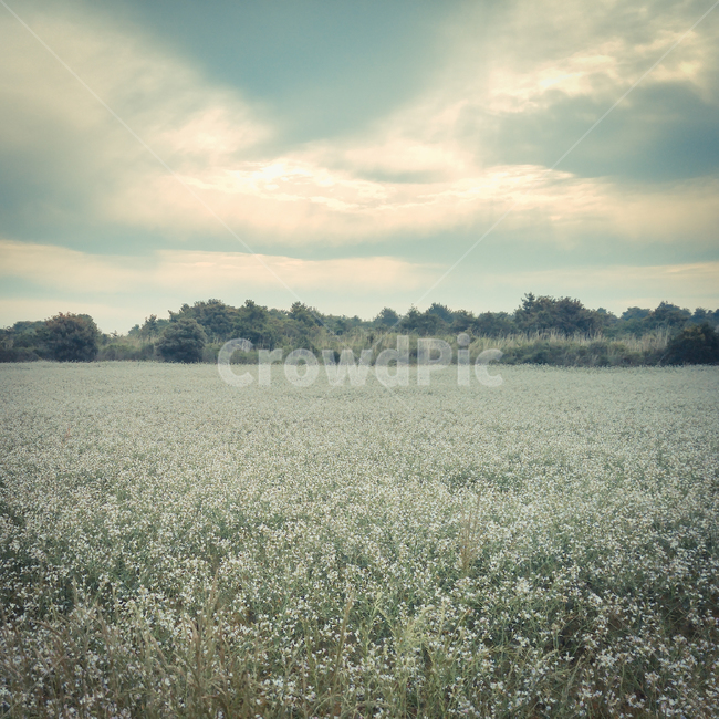 메밀밭,메밀꽃,메밀축제,제주도,제주도메밀꽃,제주메밀꽃,자연,풍경,nature,landscape,outdoors,옥외,field,들