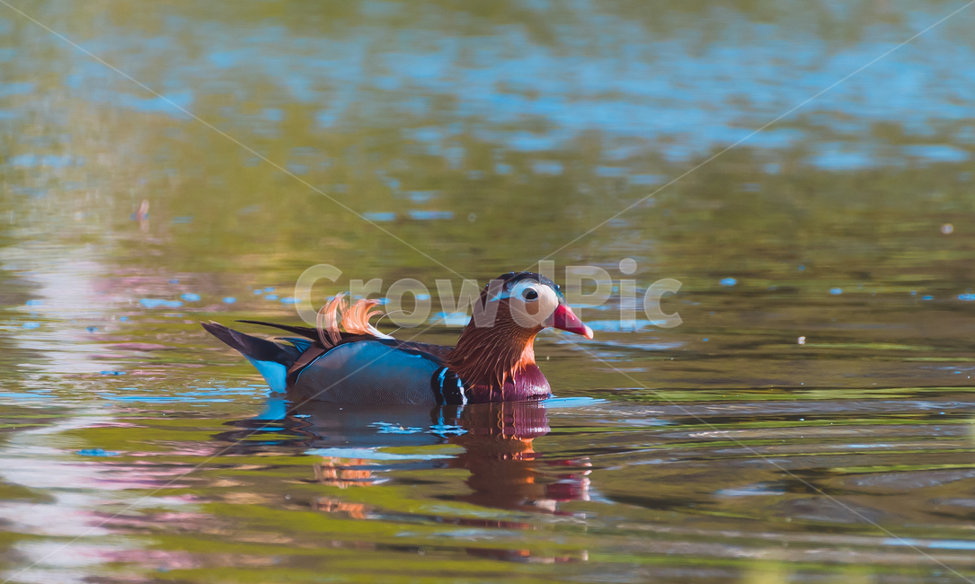 원앙,원앙수컷,mandarinduck,기러기목,오리과,동물,animal,조류,새,birds