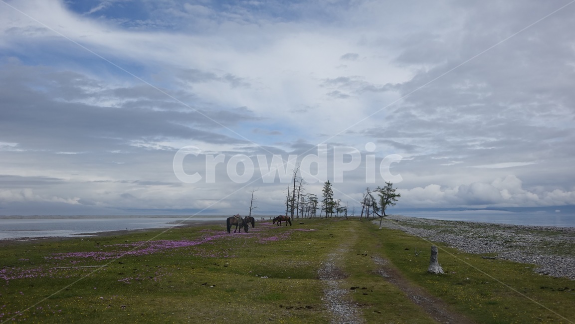 nature,초원,grass,field,자연,지평선,말,꽃,나무,몽골,fog,구름,cloud,몽고,MONGOLIA,홉스굴