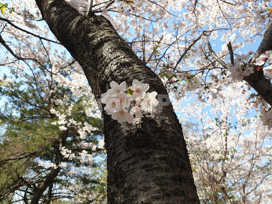 벚꽃,벚꽃뭉치,벚꽃나무,벚꽃가지,벚꽃줄기,봄,계절,spring,season,식물,자연,plants,nature,꽃,flower,plant