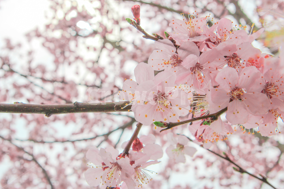 봄,벚꽃,매화,꽃,분홍,핑크,색깔,색감,색상,계절,spring,blossom,cherryblossom,flower,color,봄,계절,spring,season
