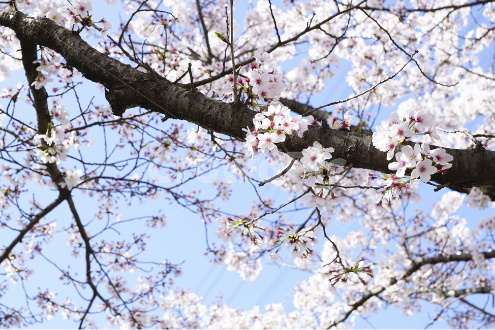 봄,벚꽃,파란하늘,풍경사진,꽃,벚나무,벚꽃나무,감성사진,Landscape,spring,cherryblossoms,flower,tree,bluesky,봄,계절,spring,season,식물,자연,plants,nature,꽃,flower,plant,blossom