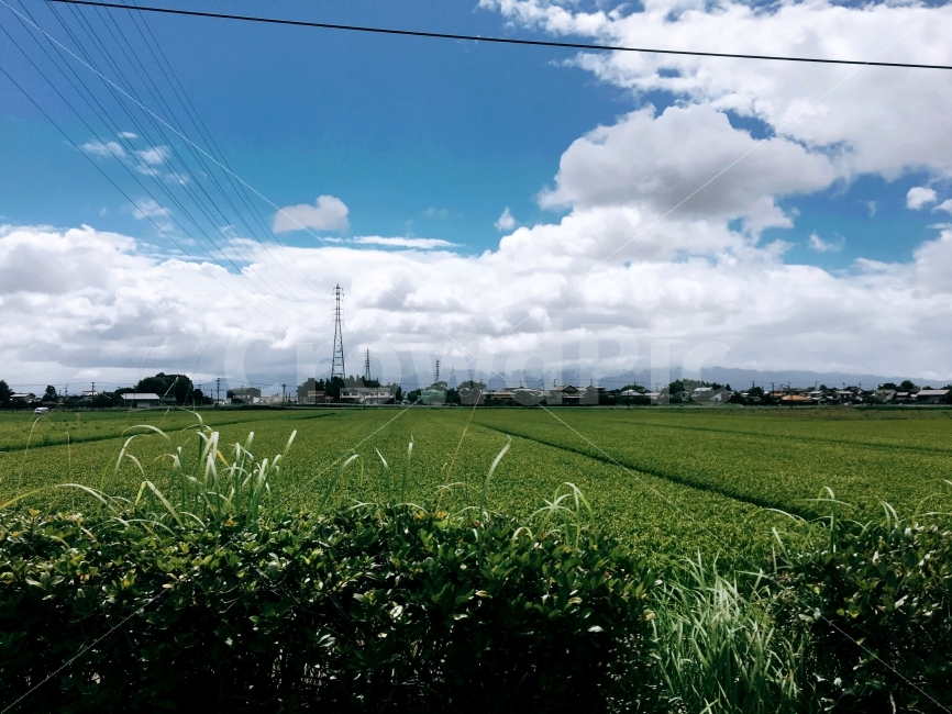 들판,일본,하늘,구름,풍경,경치,논,밭,논밭,시골,마을,전봇대,자연,풍경,nature,landscape,여름,계절,summer,season,시골,마을,country,rural,town,해외,외국,세계,foreign,oversea,world