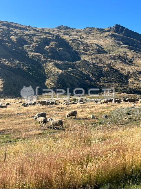 뉴질랜드,양,초원,오세아니아,풍경,newzealand,맑음,청정지역,평화로운,sheep,farm,농장,필드,field,자연,nature,목초지,가축