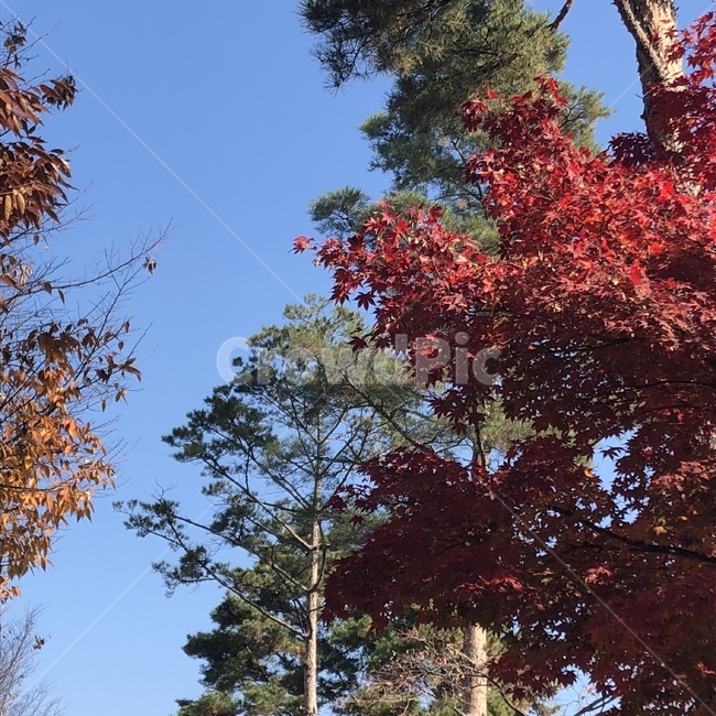 가을,나무,색감,색깔,하늘,자연