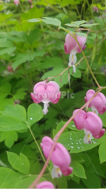 꽃,자연,이슬,풀,봄,여름,계절