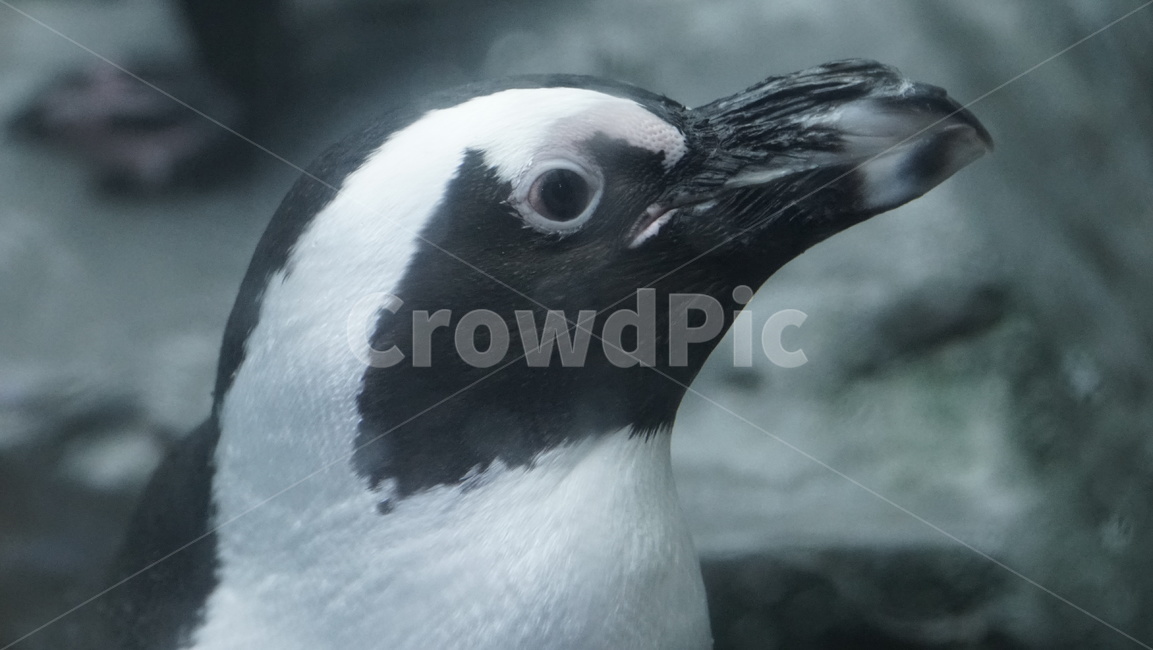 Beach,Penguin,animal world,Birds,african penguin,aquarium