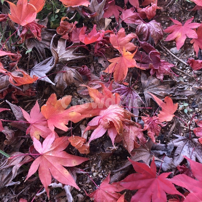 가을,낙엽,단풍,근접샷,알록달록,가을,계절,fall,autumn,season,leaf,잎,plant,식물,tree,나무,maple