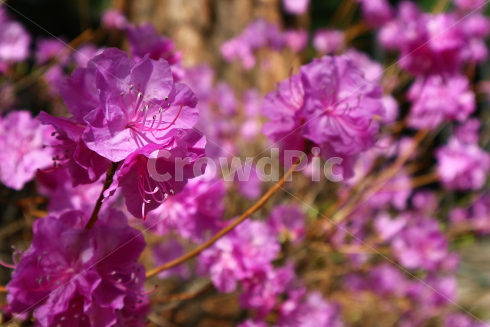 진달래,쌍떡잎식물,낙엽관목,두견화,참꽃,식물,자연,plants,nature,꽃,flower