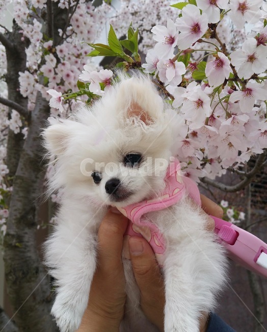강아지,벚꽃강아지,화이트포메,포메라니안,봄강아지,봄,계절,spring,season,동물,animal,포유류,mammal,개,강아지,dog,doggy,plant,식물
