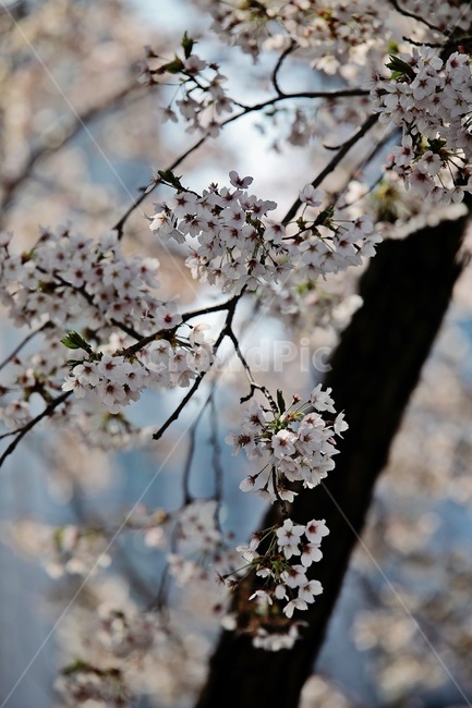 벚꽃,벚나무,cherryblossoms,flower,cherrytree,식물,자연,plants,nature,꽃,flower
