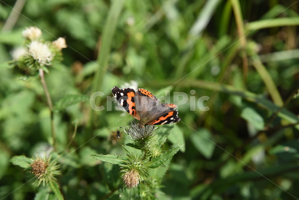 nature,나비,자연,장안산,산,곤충,동물,animal,곤충,벌레,insect,bug
