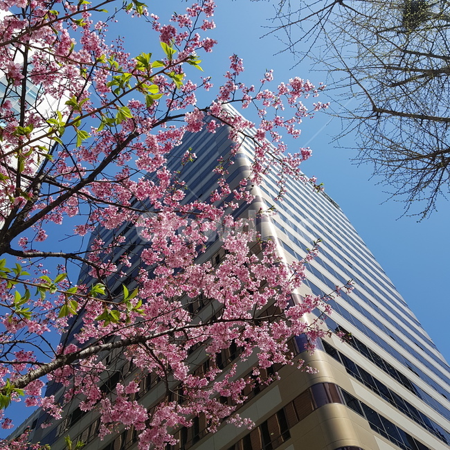 꽃,햇빛,건물,봄,도시,자연,파랑,하늘,sunlight,sunny,맑은,flower,building,city,walk