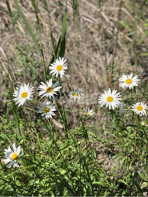 daisy,flower,daisies,plant,blossom,꽃,식물,데이지,들꽃