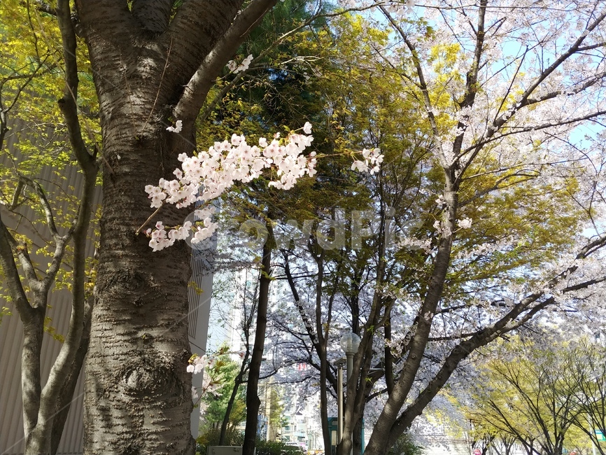 봄,벚꽃,나무,벚나무,꽃
