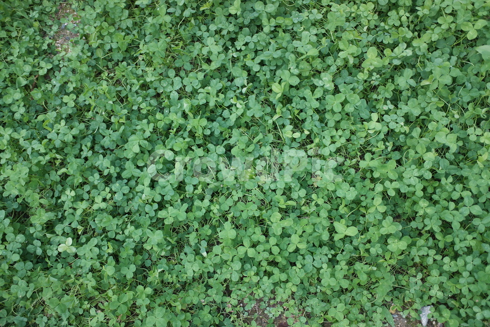 네잎클로바,식물,클로버,풍경,공원,식물,자연,plants,nature
