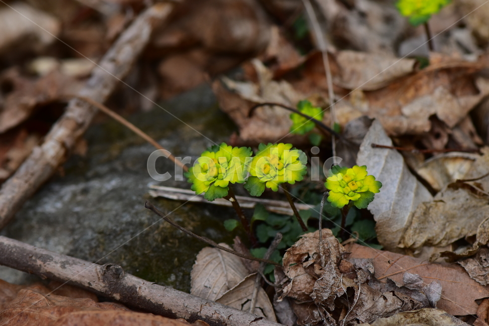 금괭이눈,야생화,봄,꽃,풀꽃,자연,식물,식생,plants,nature,spring,season,flower