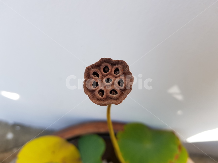 연근꽃,화분,꽃,드라이플라워,꽃한송이,식물,자연,plants,nature