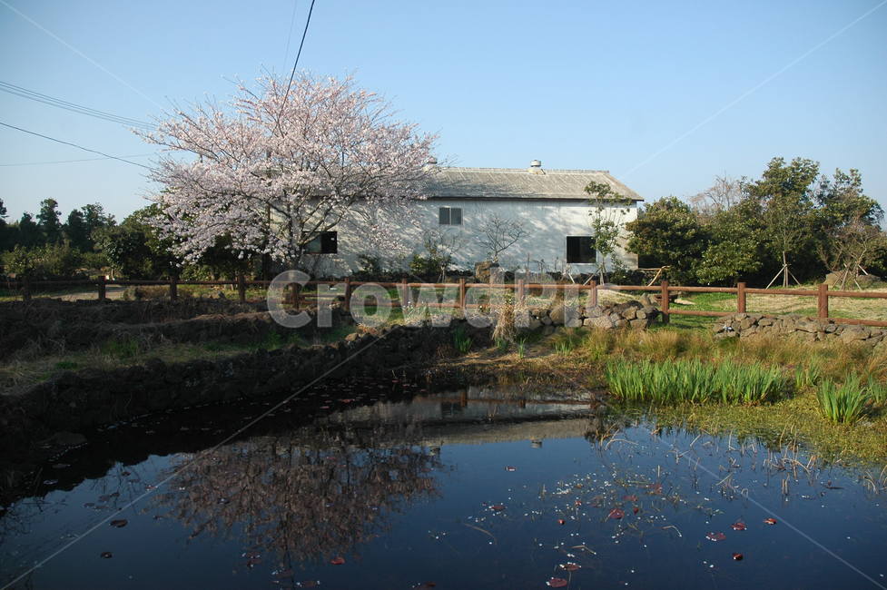 제주도,연못,벗꽃,그림자,귤창고,귤,봄,계절,spring,season