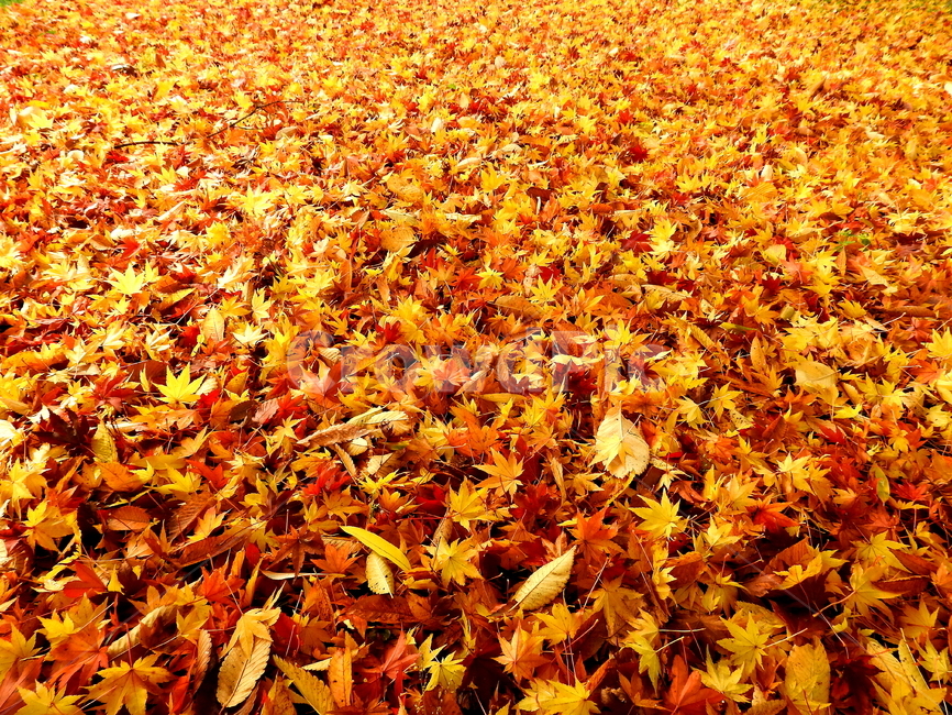 가을,계절,나무,식물,풍경,가을,계절,fall,autumn,season,plant,leaf,잎,tree
