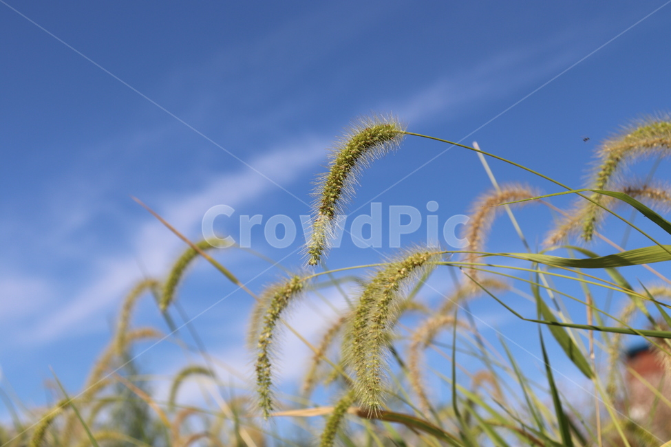 plant,식물,grass,잔디,강아지풀,풍경,풀,식물,자연,plants,nature