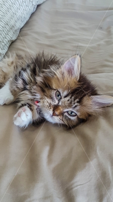 고양이,동물,cat,animal,야옹이,pet,애완동물,포유류,반려동물,유기묘,길냥이,kitten,아기고양이,코숏,코리안숏헤어,캣대디,캣맘,햇살,아침,반려묘,morning,sunshine,휴식,힐링,res,trelaxation,healing,mammal,kitty,동물,animal,포유류,mammal,고양이,cat,kitten,kitty