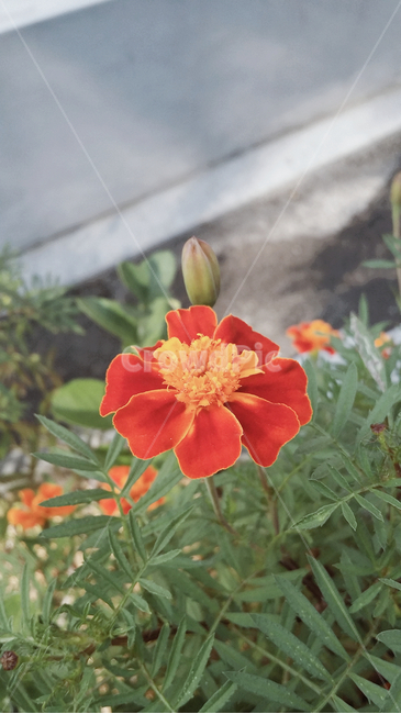 꽃,마당,화분,화단,붉은꽃,빨간꽃,잎,식물,봄,식물,자연,plants,nature,꽃,flower