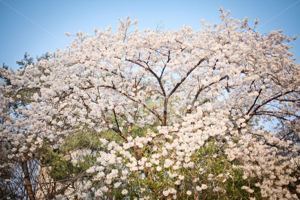 spring,cherry blossom tree,sky,Cherry Blossom,Cherry blossoms in full bloom,flower