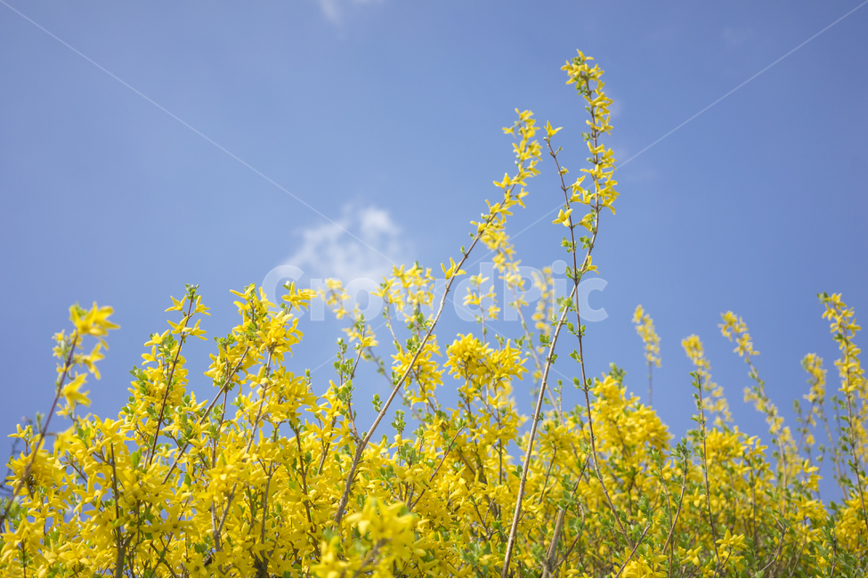 개나리,봄꽃,하늘,봄,꽃,봄,계절,spring,season,식물,자연,plants,nature,꽃,flower