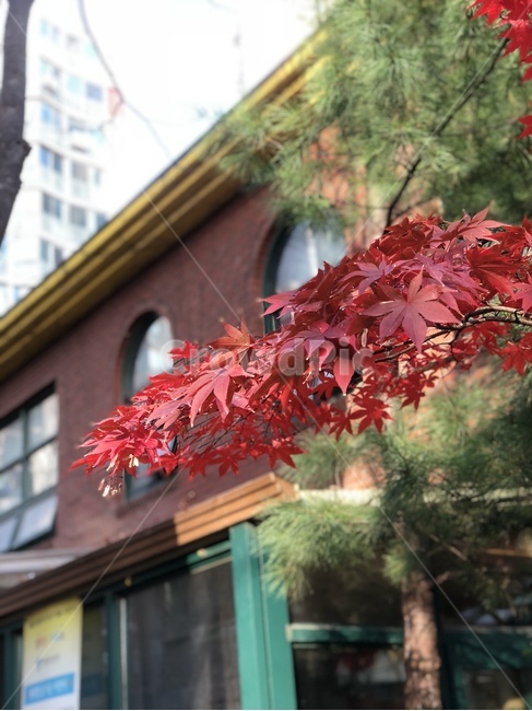 가을,가을풍경,단풍잎,나뭇잎,tree,가을,계절,fall,autumn,season,plant,식물,leaf,잎,나무,maple,단풍