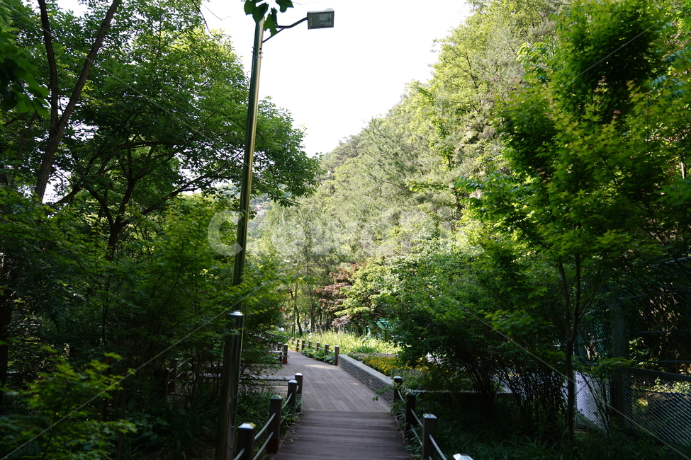 식물,나무,숲길,산책,tree,자연,풍경,nature,landscape,식물,plants,나무,trees,wood