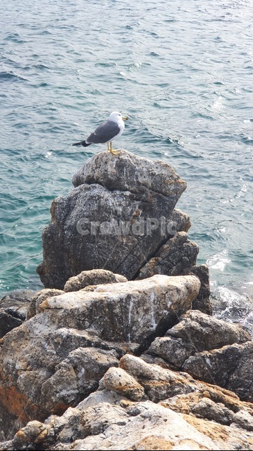 갈매기,바위,새,bird,seagull,바다,배경