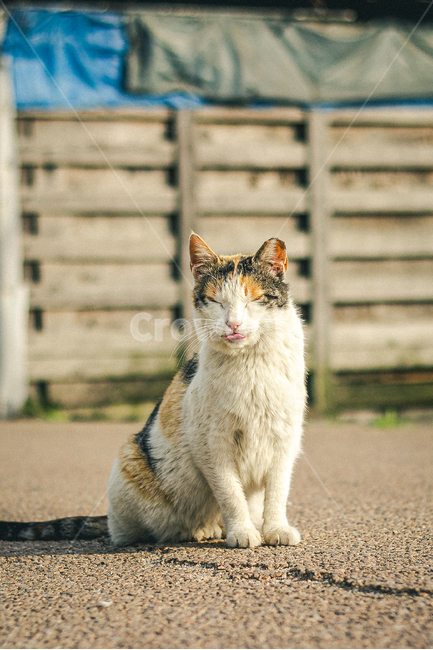 고양이,길고양이,표정,나른함,동물,아웃포커싱,귀여운,cat,animal