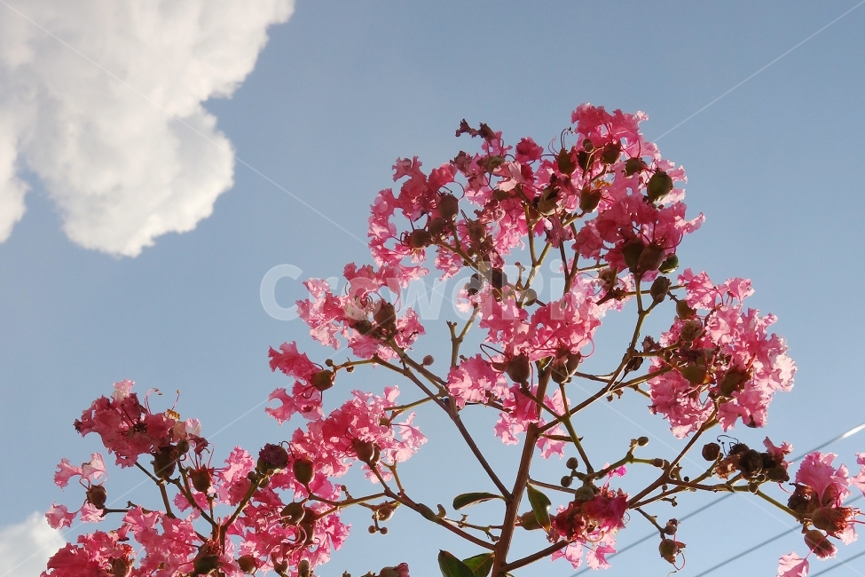 하늘,꽃,자연,베롱나무,구름,여름,분홍,pink,sky,풍경,풍경사진,식물,자연,plants,nature,꽃,flower