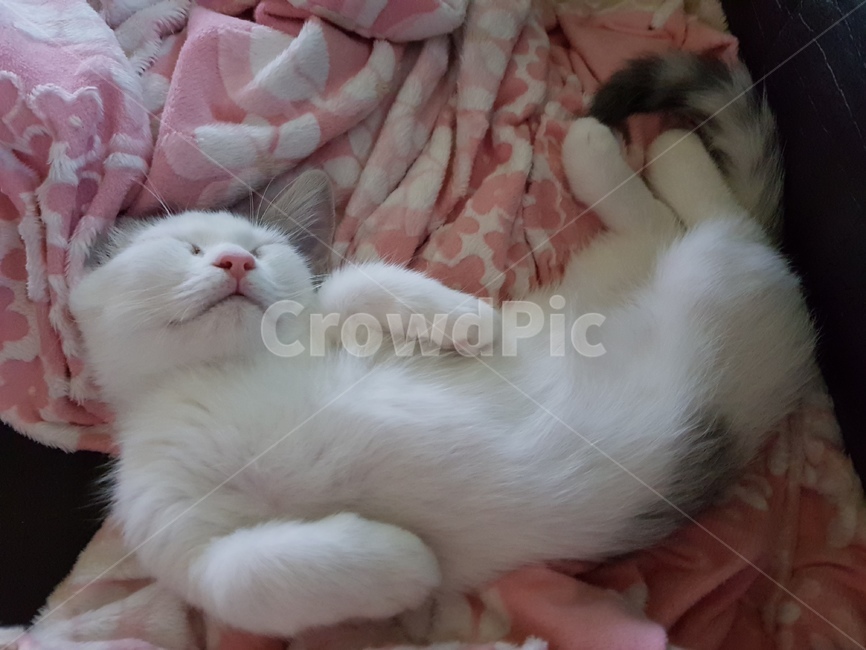먼치킨,고양이,cat,고양이잠자는모습,고양이잠버릇,동물,animal,포유류,mammal,고양이,cat,kitten,kitty