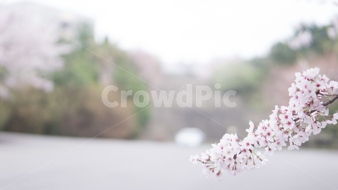 벚꽃,풍경,자연,나무,nature,봄,꽃,봄,계절,spring,season,식물,자연,plants,nature,꽃,flower