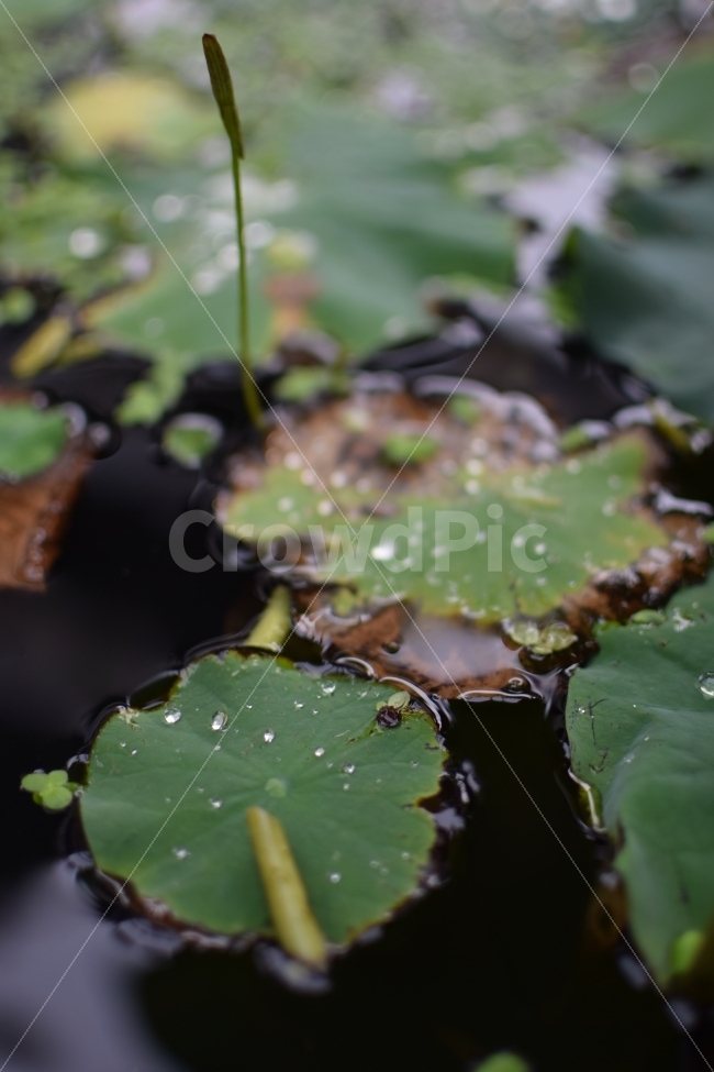 봉은사,식물,연잎,물방울,연꽃,식물,자연,plants,nature